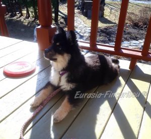 chiot Finnois de Laponie sur le balcon
