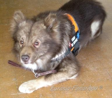 photo de Charlie, chien de service