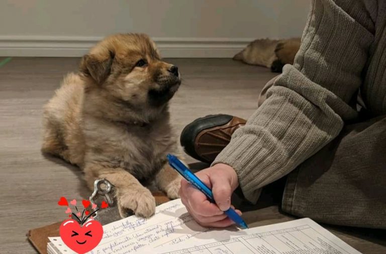 chiot Eurasier en évaluation