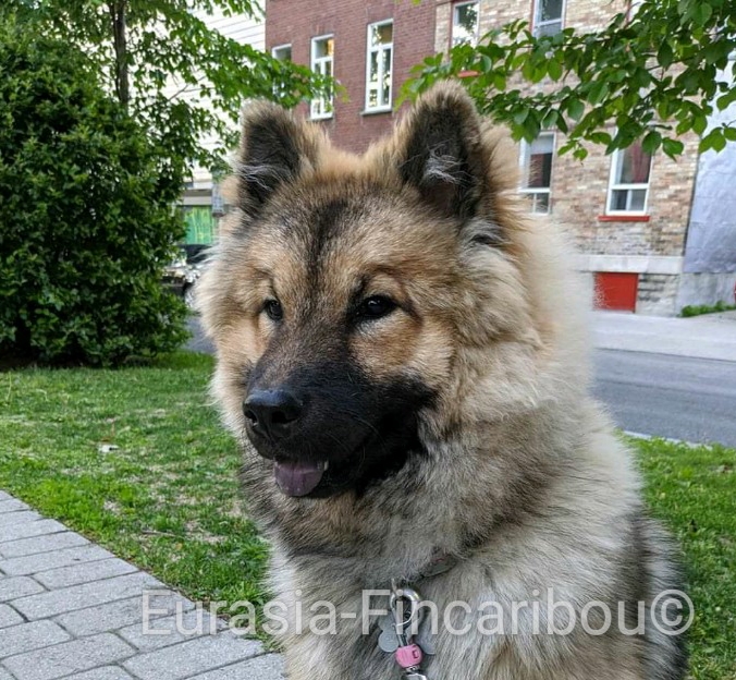 photo Eurasier