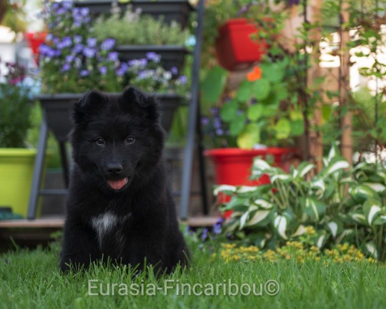 chiot Finnois de Laponie