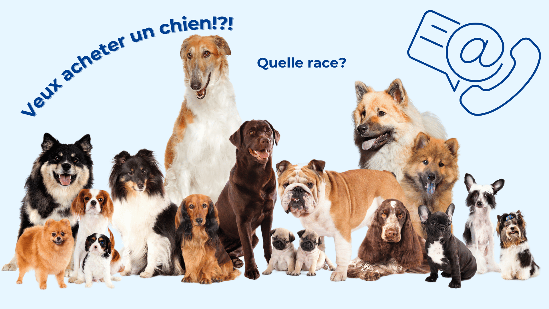 montage photos plusieurs races de chien