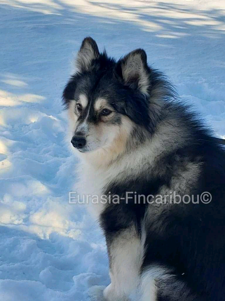 photo d'un finnois sable