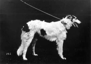 Barzoï 1879