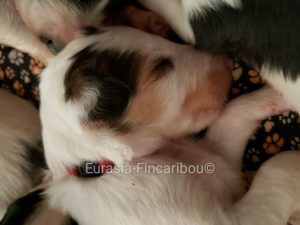 chiot Barzoï