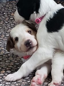 2 chiots Barzoï qui jouent