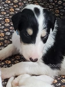chiot Barzoi mâle
