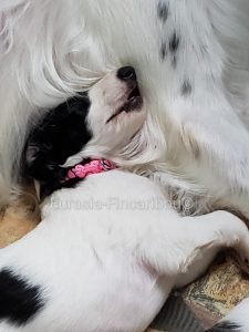 Chiot Barzoï qui dort