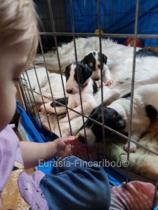Ma petite fille de 2 ans qui caresse les chiots