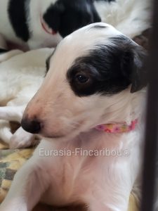 chiot Barzoi femelle