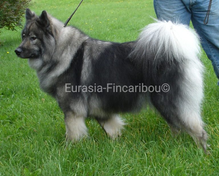 Eurasier de profil