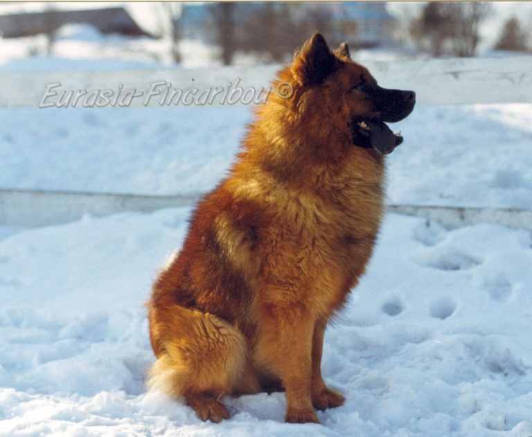 photo de l'Eurasier Newton des Chevaloupsgreg
