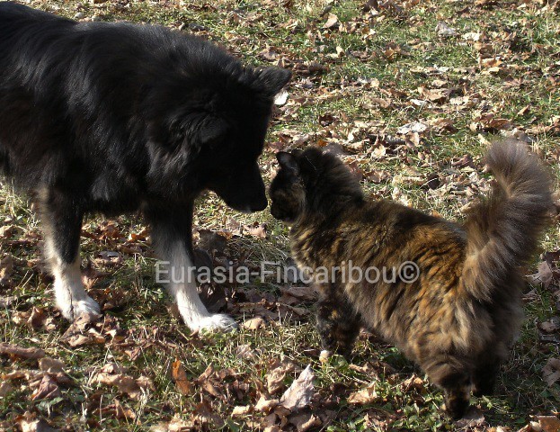 Makwa avec un chat