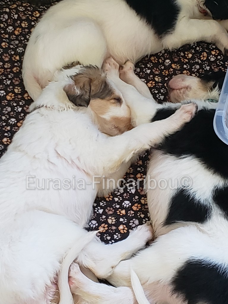 chiots Barzoï âgés de 3 semaines