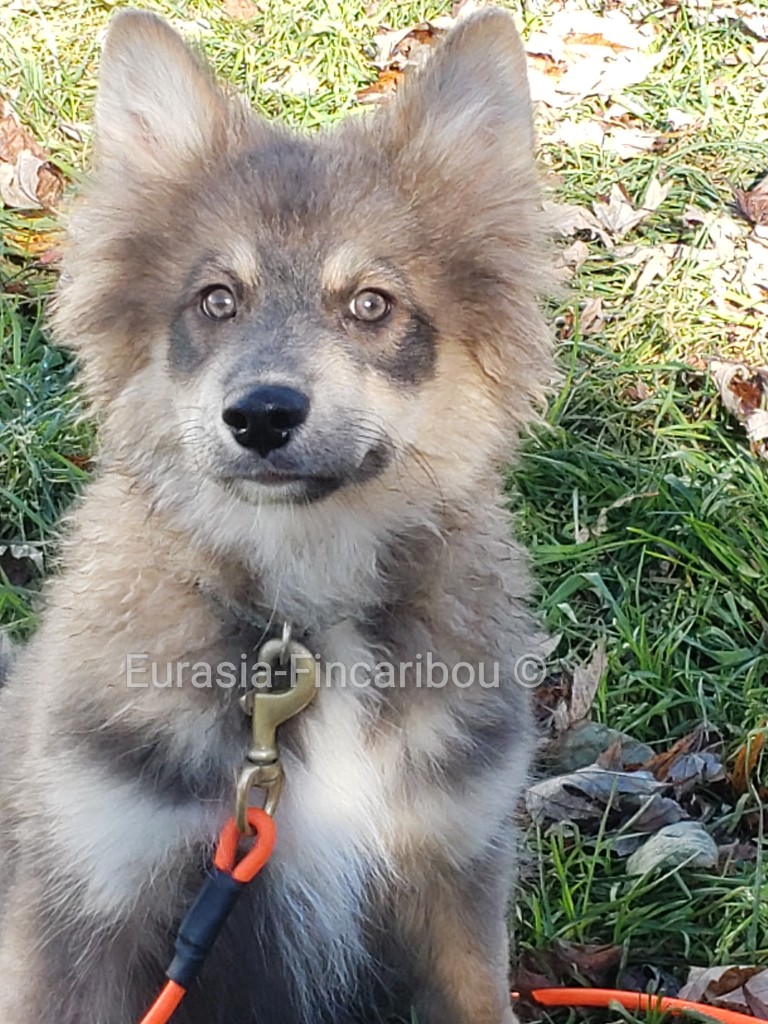 photo d'un chiot de 4 mois de couleur sable-blue