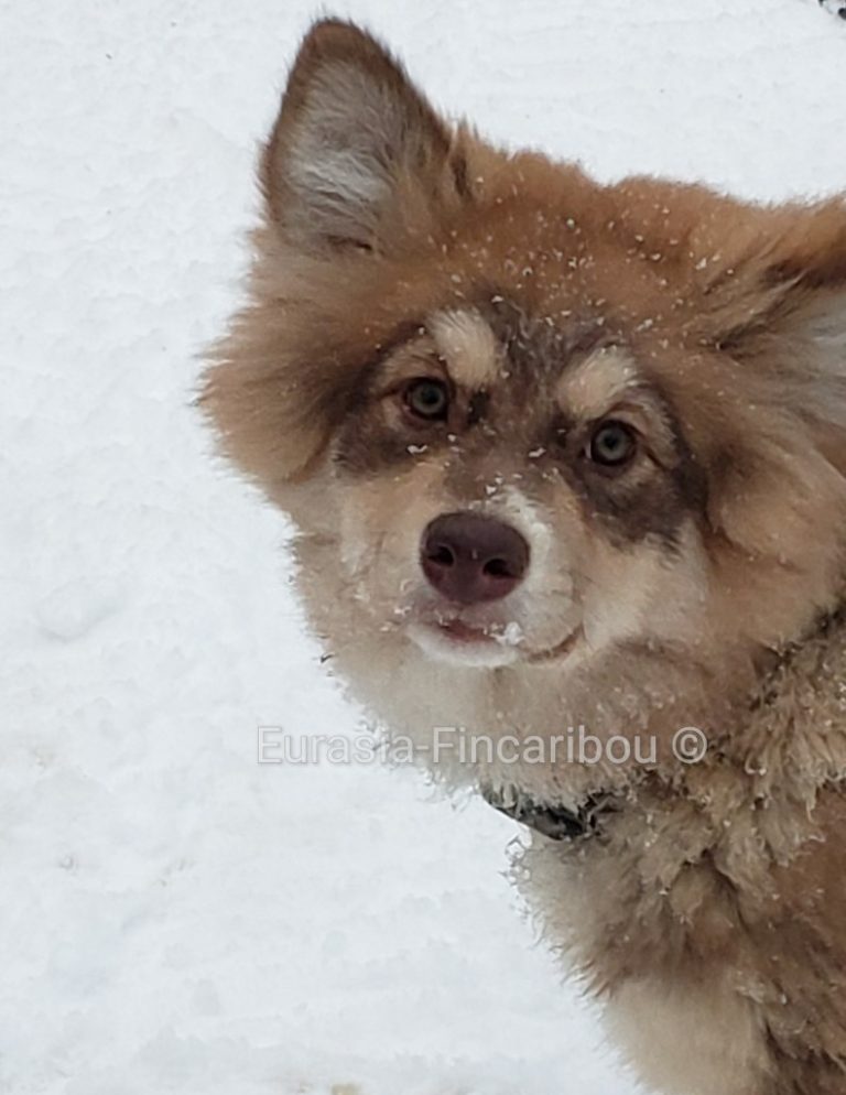 photo d'un chiot de 4 mois de couleur sable-brun