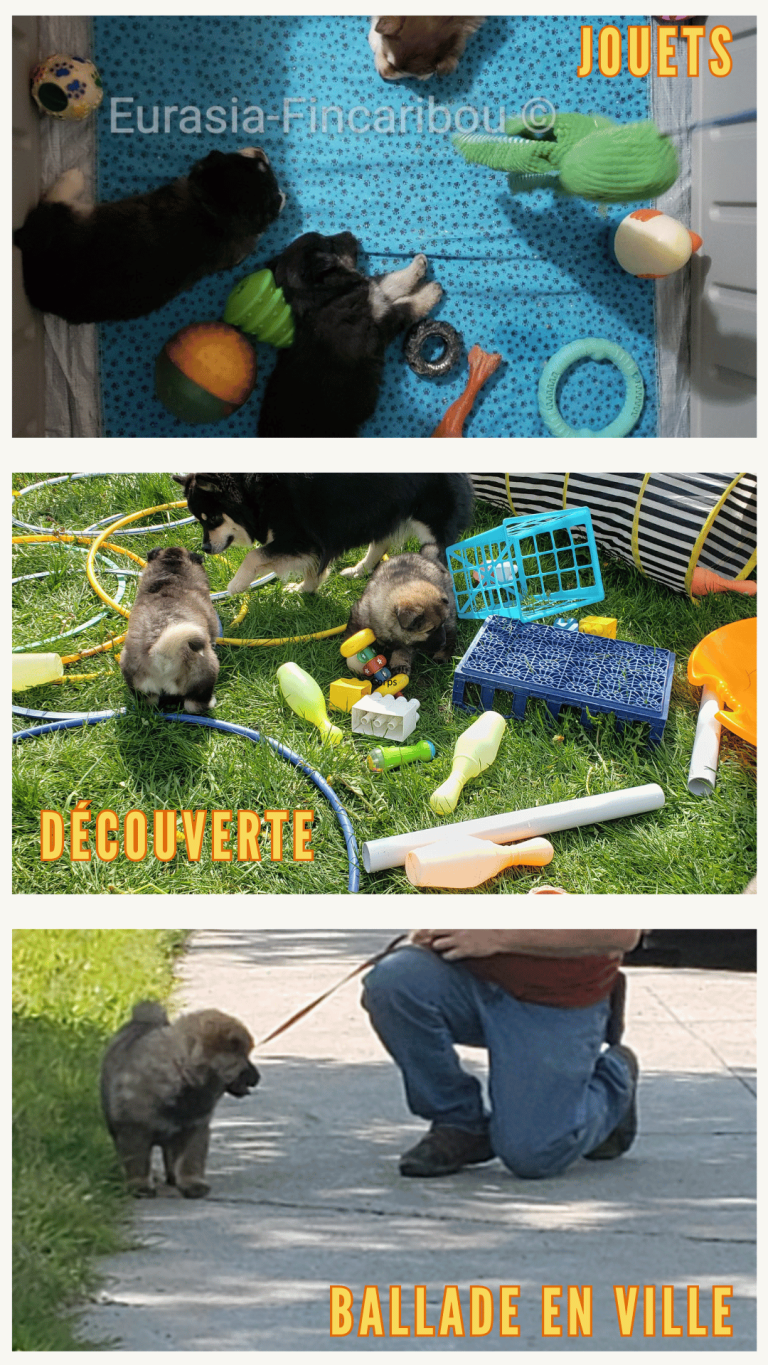 3 photos représentant 3 étapes de la socialisation primaire: jouets divers, découverte proprioception, ballade en ville