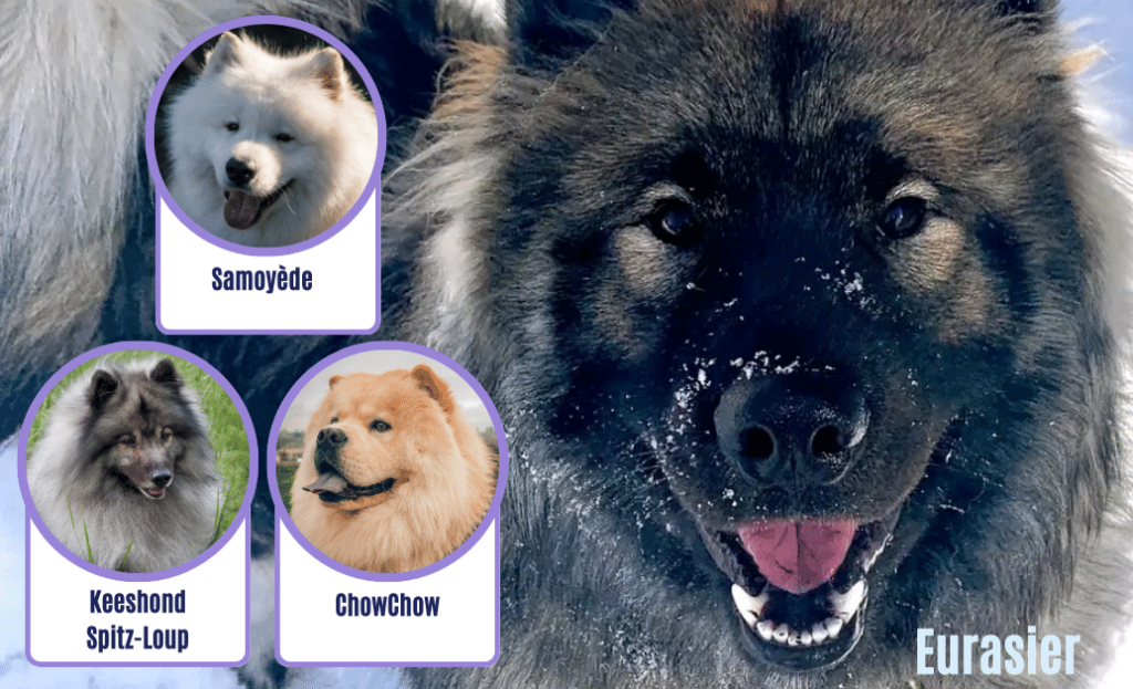 Montage photos : Samoyède, Keeshond et ChowChow