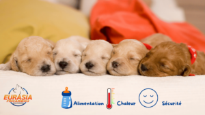 photos de chiots golden Retriever âgés de 1 semaine