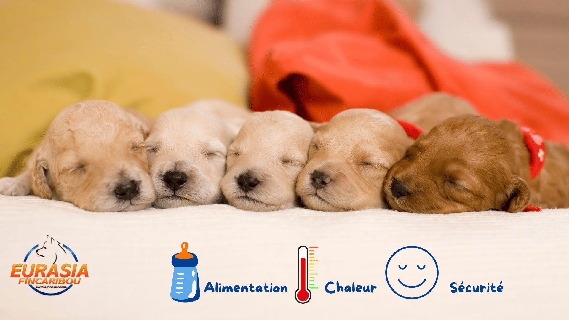photos de chiots golden Retriever âgés de 1 semaine