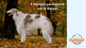 Chien de race Barzoï, mâle typique et élégant de couleur blanc et sable