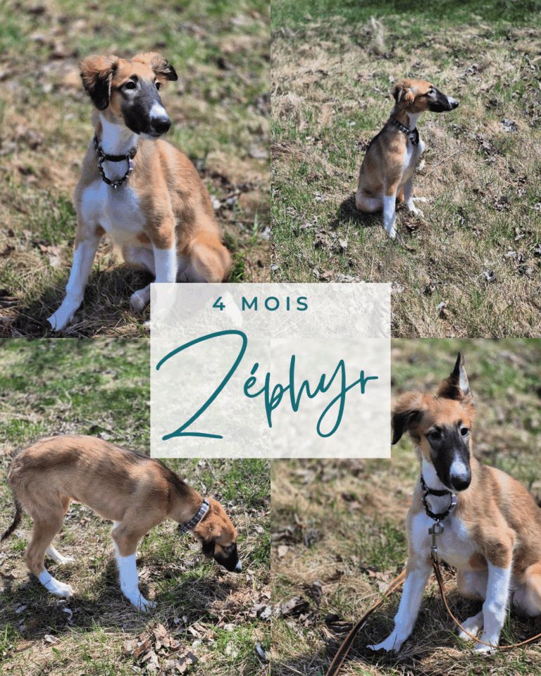 4 photos de Zéphyr, femelle Barzoï de 4 mois
