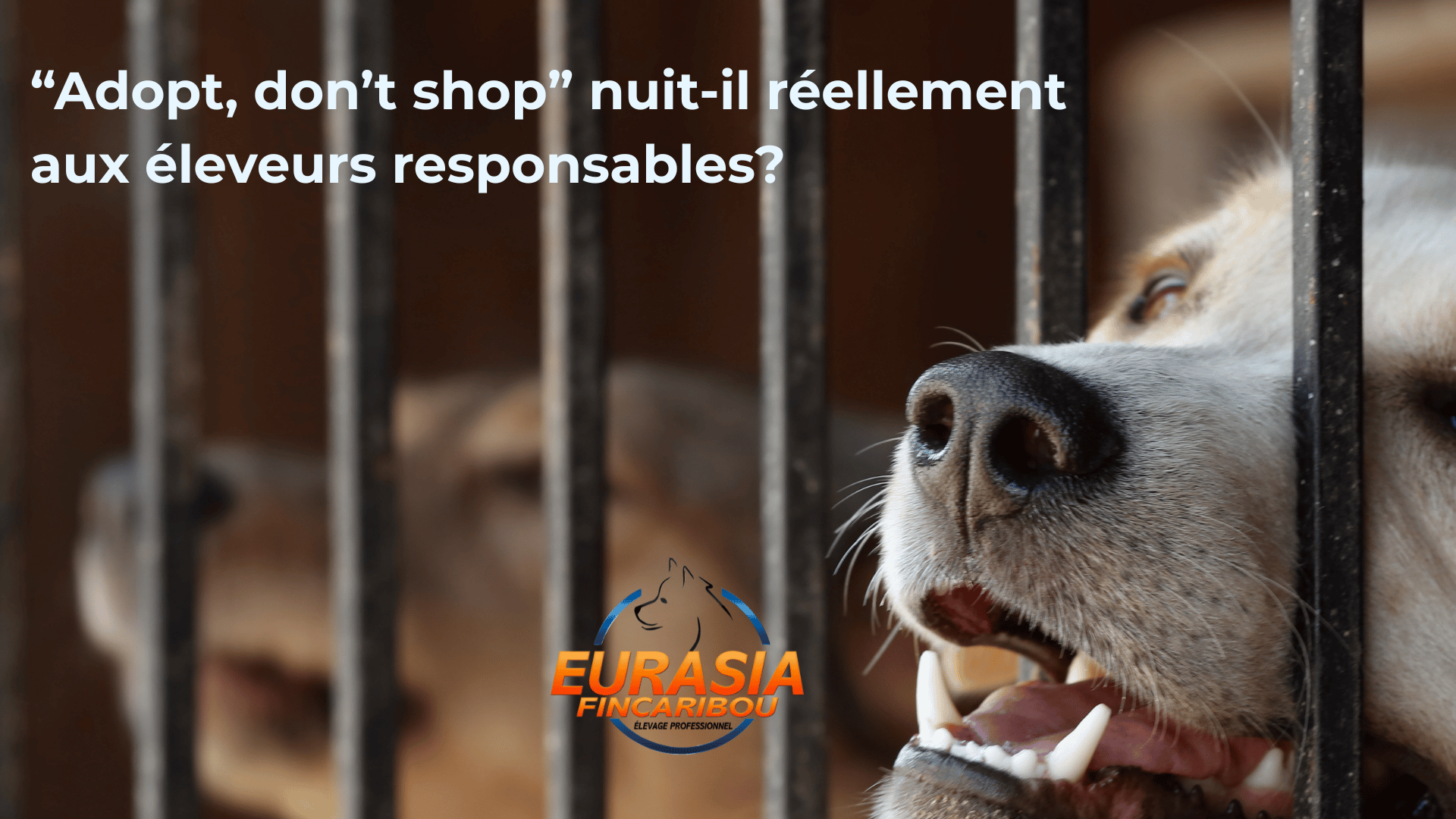 photo de 2 chiens en refuge