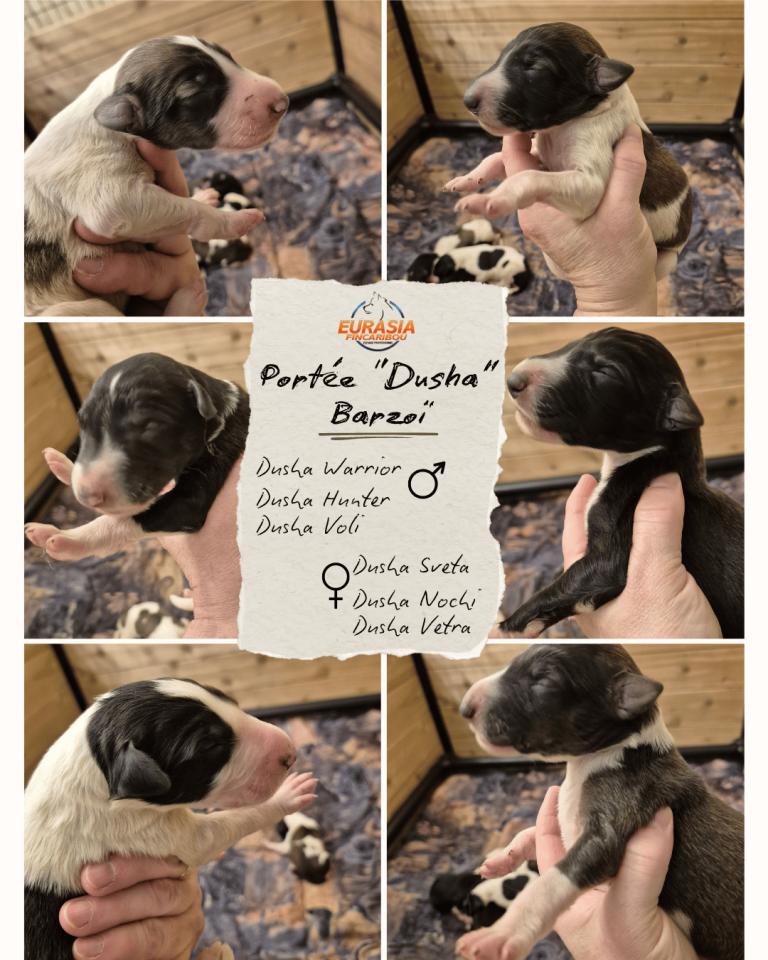 montage photos des 6 chiots Barzoï de la portée Dusha