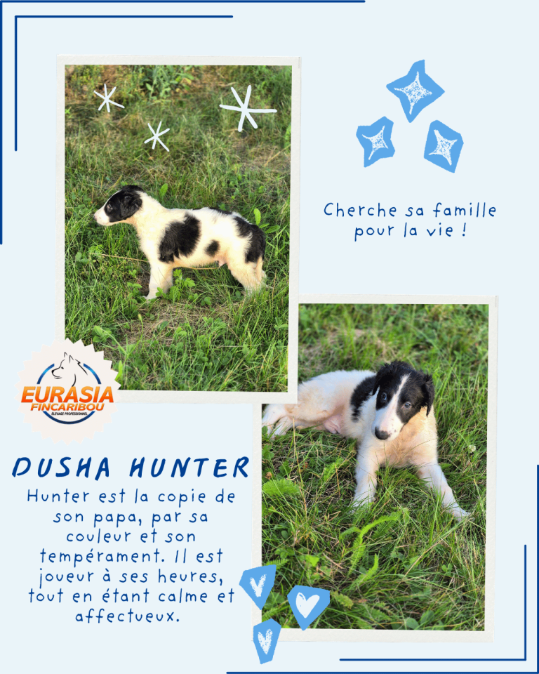 chiot Barzoï disponible