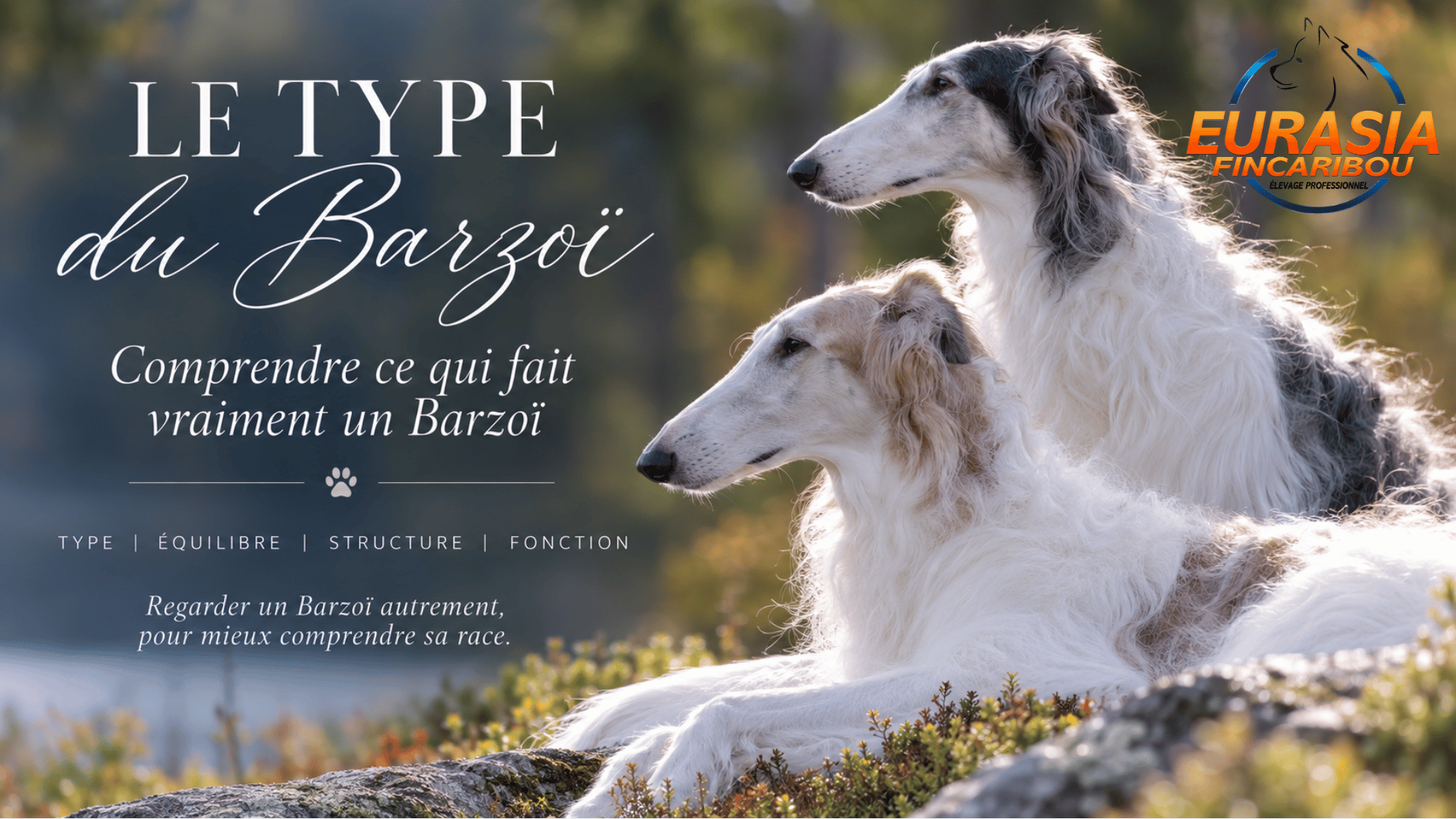 image de 2 Barzoï couché en extérieur avec le titre Le type du Barzoï